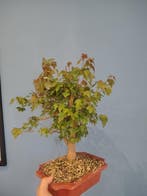 Drietand Esdoorn (Acer Buergerianum) - Hoogte (boom): 35 cm