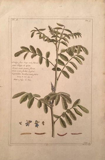 Pierre Joseph Buchoz (1731-1807) - Indigo fera - da