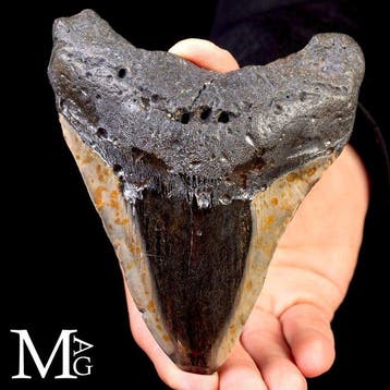 Gigantische prehistorische haaientand (Otodus megalodon) -