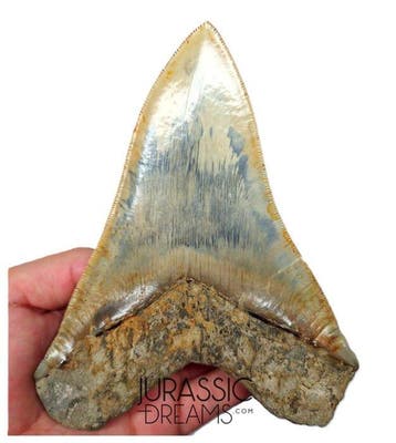 edelsteenkwaliteit enorme 14,8 cm megalodontentand uit een, Verzamelen, Mineralen en Fossielen