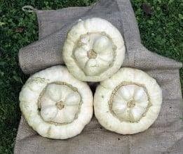 White Turban pompoen 50 zaden, Nieuw