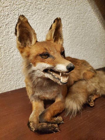 Renard roux Support de corps entier pour taxidermie - Vulpes