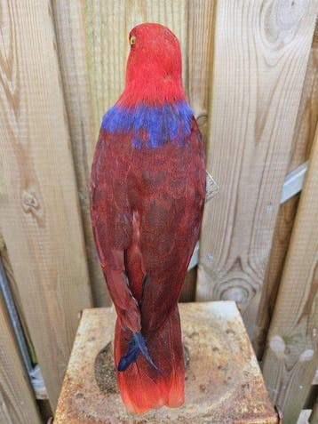 Edelpapegaaien koppel Taxidermie volledige montage -, Nieuw