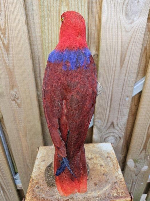 Edelpapegaaien koppel Taxidermie volledige montage -, Verzamelen, Dierenverzamelingen