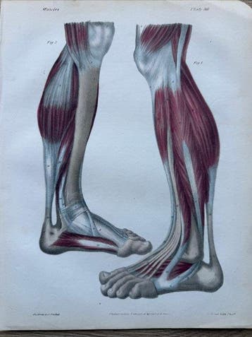 P. S. Duval (XIX) - A Series of Anatomical Plates, anatomie