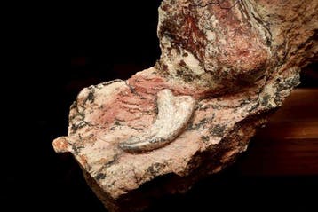 Griffe fossilisée - Dromaeosauridae claw - 14 cm - 6 cm