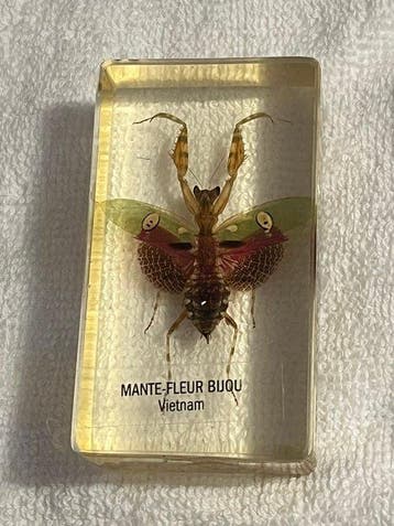 Themacollectie - Insectenverzameling in transparante hars