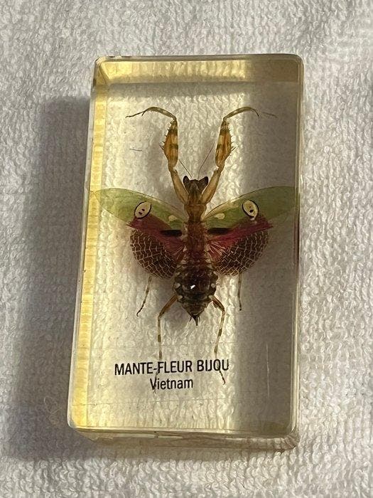 Themacollectie - Insectenverzameling in transparante hars, Antiek en Kunst, Antiek | Speelgoed