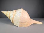 Trompette géante australienne Coquillage marin - Syrinx, Nieuw