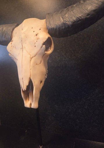 Buffel Taxidermie replica montage - Syncerus caffer - 50 cm