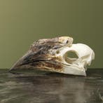 Trompetneushoornvogel V Schedel, Ophalen of Verzenden, Opgezet dier