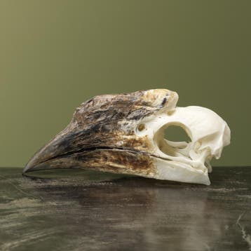 Trompetneushoornvogel V Schedel, Verzamelen, Ophalen of Verzenden, Nieuw, Vogel, Opgezet dier