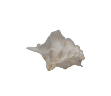 Witte vleugel-Murex: Pterynotus pinnatus (65 mm) –, Nieuw