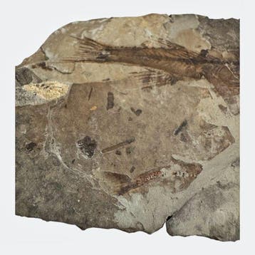Vis - Gefossiliseerd dier - Fossil Fish from China