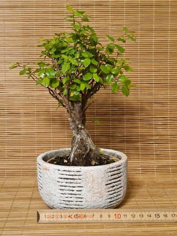 Sageretia bonsai (Sageretia theezans) - Hoogte (boom): 20 cm