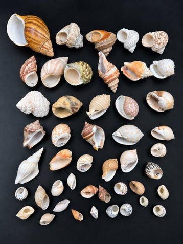 Collection de coquillages marins naturels – Coquillage marin
