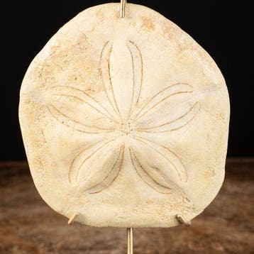 Fossiel echinoïde - Clypeaster cipollae op decoratieve