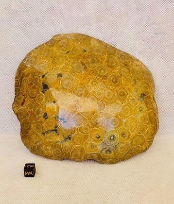 Koraal Koraal - Corail fossilisé
