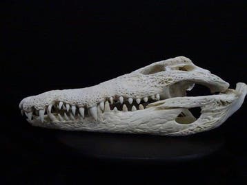 49 CM Nile Crocodile Schedel - Crocodylus niloticus (with, Nieuw