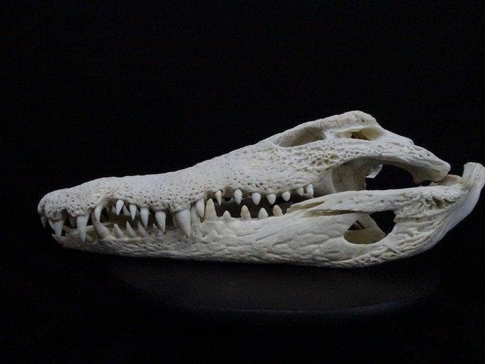 49 CM Nile Crocodile Schedel - Crocodylus niloticus (with, Verzamelen, Dierenverzamelingen