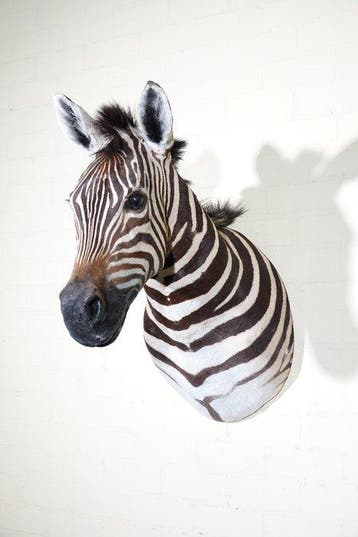 Zebra Head Support mural pour taxidermie - Equus quagga - 45