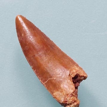 Dinosaurus - Fossiele tand - Abelisaurus - 30 mm - 9 mm