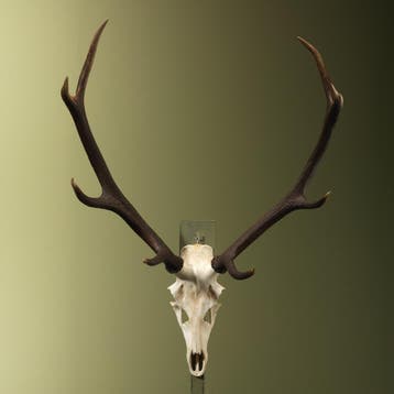 Edelhert Gewei Taxidermie Opgezette Dieren By Max, Ophalen of Verzenden, Nieuw, Wild dier, Opgezet dier