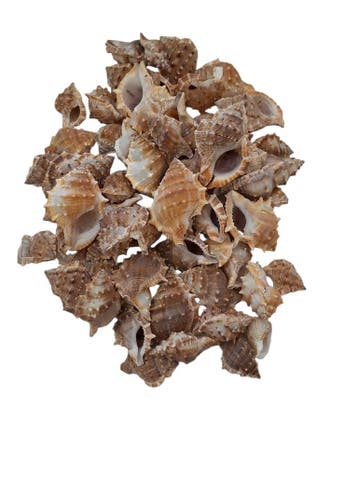 White Chimman Schelpen 500 gram, Hobby en Vrije tijd, Nieuw