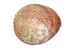 exclusieve verzamelmuschel Flat abalone Skelet - Haliotis, Verzamelen, Nieuw