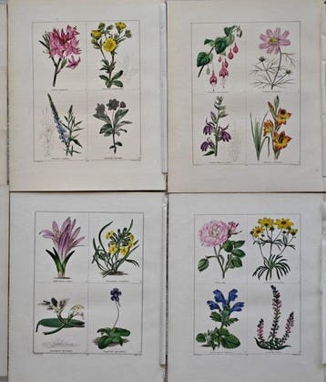 Benjamin Maund (1790–1863) / Edwin Dalton Smith (1800–1883)
