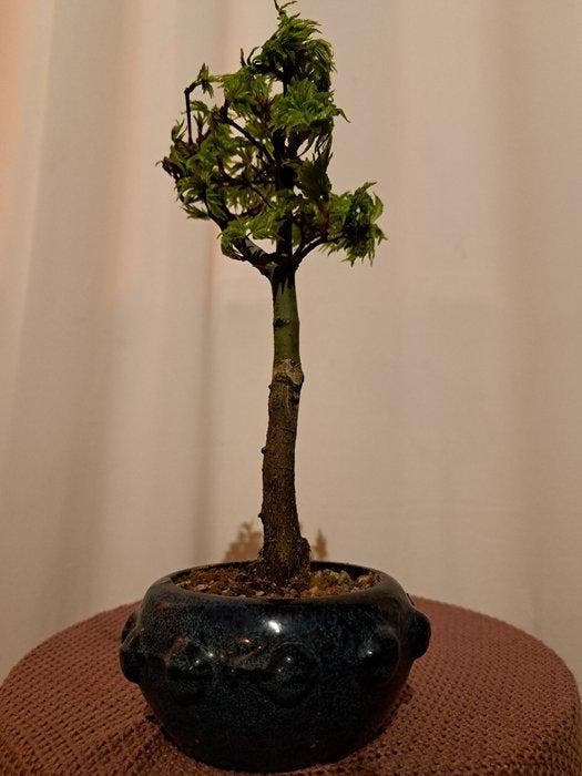 Japanese maple bonsai (Acer palmatum) - Hauteur (arbre) : 23, Antiquités & Art, Curiosités & Brocante