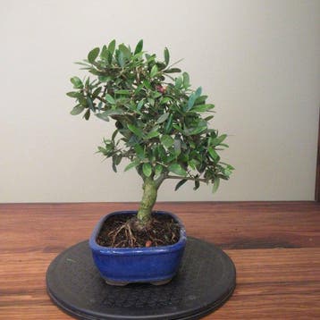 Olea europaea - Hoogte (boom): 30 cm - Diepte (boom): 24 cm