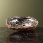 Abalone Schelp Parelmoer Taxidermie Opgezette Dieren By Max, Verzamelen, Ophalen of Verzenden, Nieuw, Wild dier, Opgezet dier