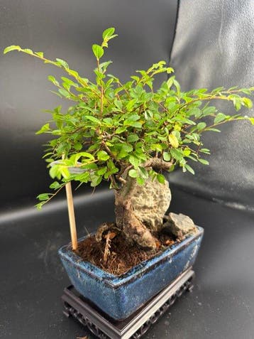 Bonsaï Orme de Chine (Ulmus parviflora) - Hauteur (arbre) :