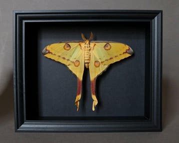 Papillon de nuit Support de corps entier pour taxidermie -