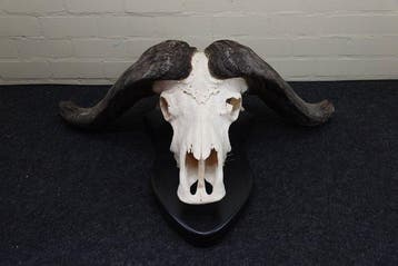 Cape Buffalo Schedel - Syncerus caffer - 35 cm - 100 cm - 65, Nieuw