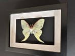 Papillon de nuit Support de corps entier pour taxidermie -, Antiquités & Art