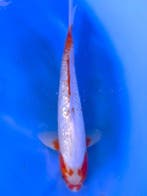 HQ Yuki Asagi van Yamaju  40cm (Japanse Koi), Ophalen of Verzenden