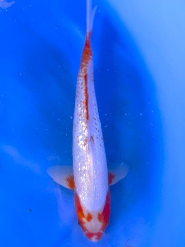 HQ Yuki Asagi van Yamaju  40cm (Japanse Koi), Tuin en Terras, Vijvers, Nieuw, Ophalen of Verzenden