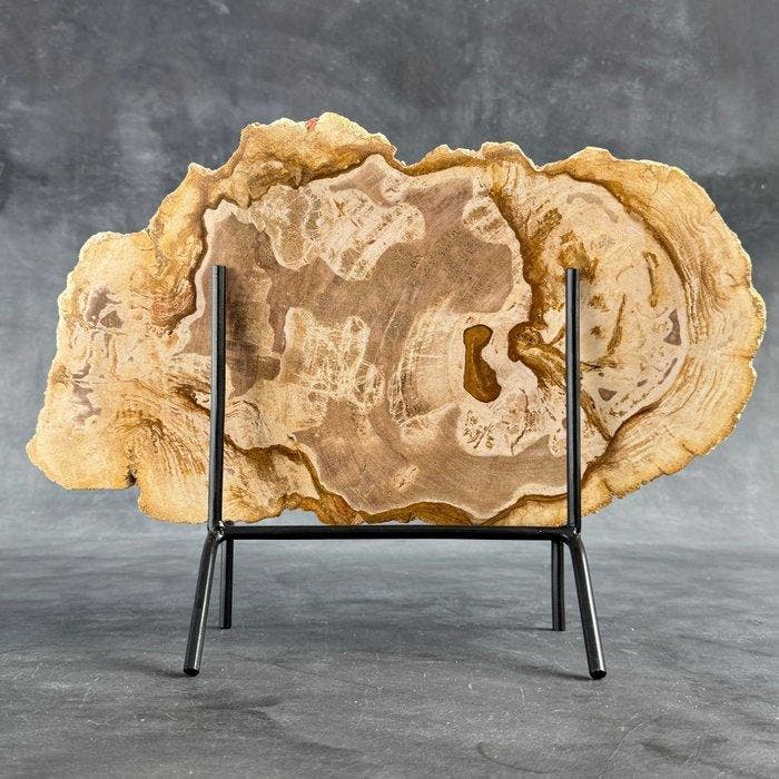 Magnifique tranche de bois pétrifié sur un socle, Antiquités & Art, Art | Objets design