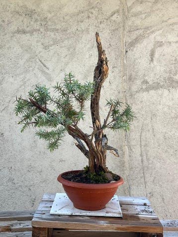 Bonsaï Genévrier (Juniperus) - Hauteur (arbre) : 43 cm -