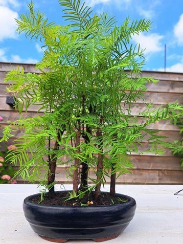 metasequoia bos in bonsaischaal - Hoogte (boom): 30 cm -