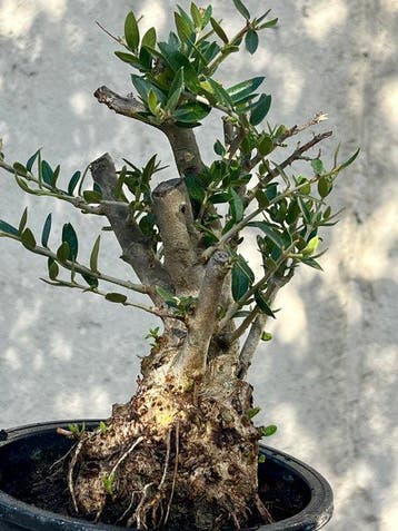 Olijf bonsai (Olea europaea) - Hoogte (boom): 20 cm - Diepte