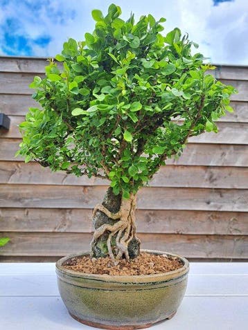 Berberis bonsaï dans une belle coupe à bonsaï - Hauteur