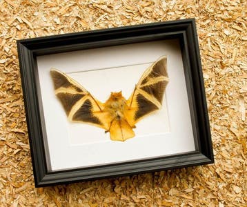 Painted Vesper Bat - framed Taxidermie volledige montage -
