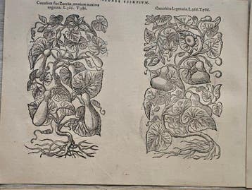 Matthias de LObel (noto anche come Lobelius, 1538–1616) -, Antiek en Kunst