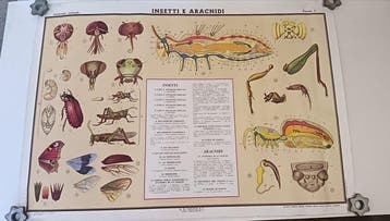 (14) Didactische tabellen G.B. Paravia & C. - Schoolkaart
