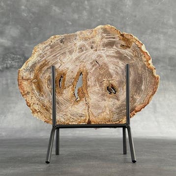 Magnifique tranche de bois pétrifié sur un socle