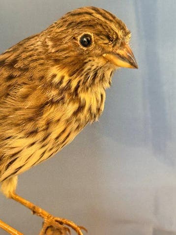 Strillozzo Taxidermie volledige montage - Emberiza calandra, Nieuw