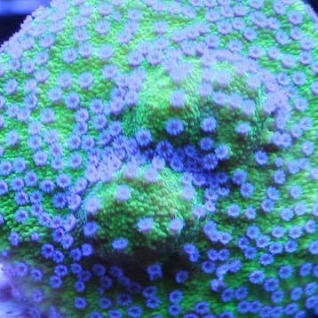 Montipora Blueberry Frag (Ong. 2-3 cm)